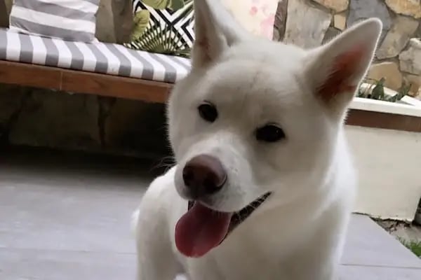 Çınar Veteriner Polikliniği - Resim 17