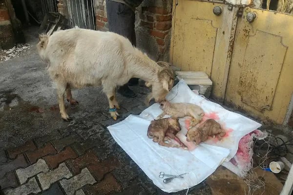 Çınar Veteriner Polikliniği - Resim 15