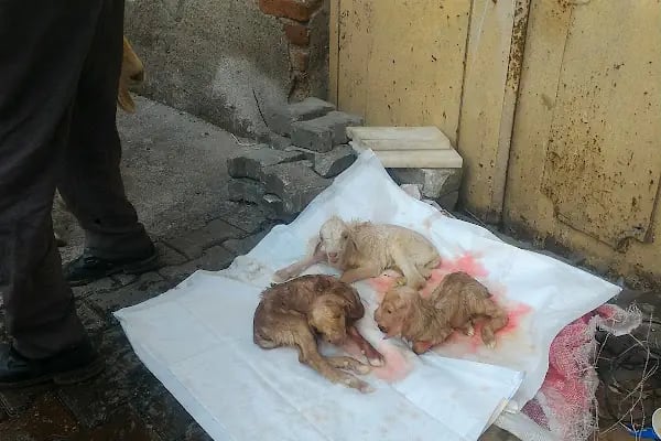 Çınar Veteriner Polikliniği - Resim 6