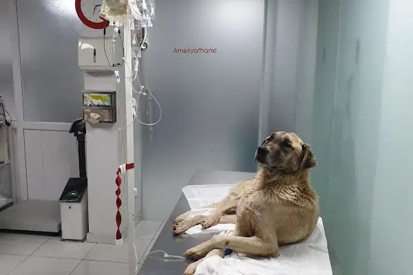 Çınar Veteriner Polikliniği - Resim 3
