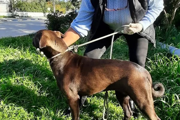 Bodrum Belediyesi Sokak Hayvanları Geçici Bakım Merkezi - Resim 2