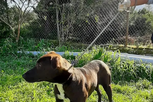 Bodrum Belediyesi Sokak Hayvanları Geçici Bakım Merkezi - Resim 13