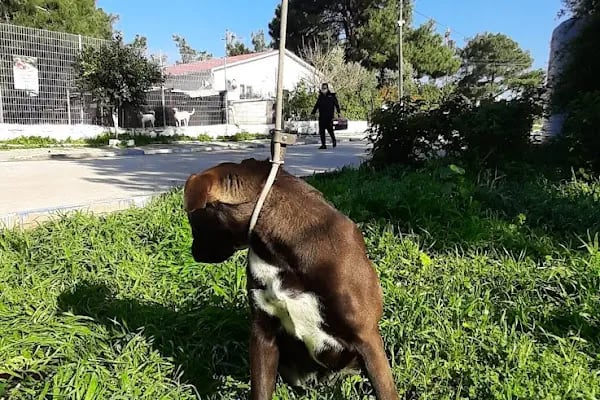 Bodrum Belediyesi Sokak Hayvanları Geçici Bakım Merkezi - Resim 17