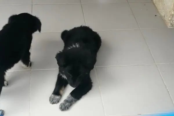 Bodrum Belediyesi Sokak Hayvanları Geçici Bakım Merkezi - Resim 7
