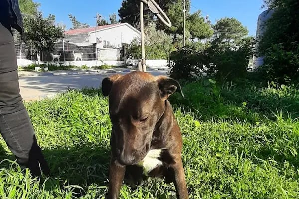 Bodrum Belediyesi Sokak Hayvanları Geçici Bakım Merkezi - Resim 15