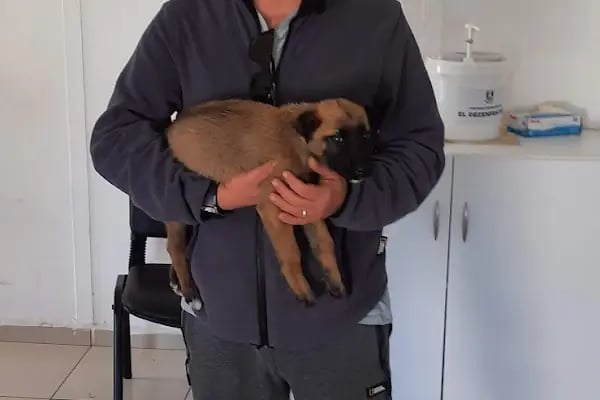 Bodrum Belediyesi Sokak Hayvanları Geçici Bakım Merkezi - Resim 18