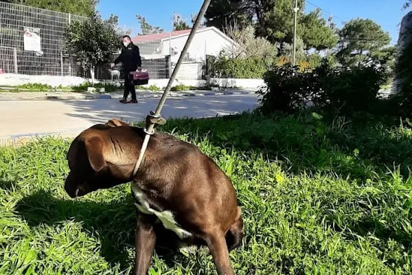 Bodrum Belediyesi Sokak Hayvanları Geçici Bakım Merkezi - Resim 19
