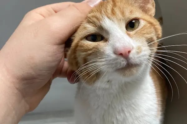 Vega Veteriner Kliniği - Resim 4