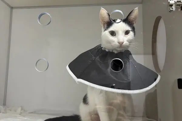 Vega Veteriner Kliniği - Resim 6