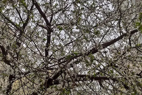 Yurt Mahallesi Muhtarlığı - Resim 7