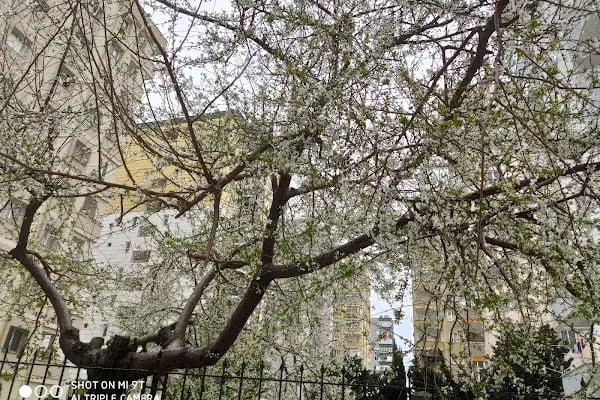 Yurt Mahallesi Muhtarlığı - Resim 5