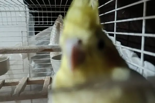 METE PET SHOP - Resim 17