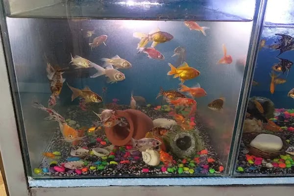 ASYA PETSHOP GAZİANTEP - Resim 14