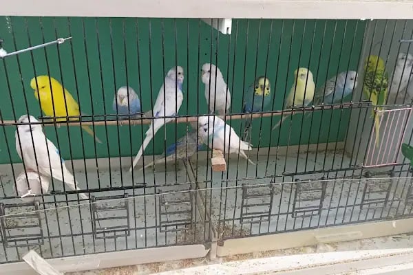 ASYA PETSHOP GAZİANTEP - Resim 7