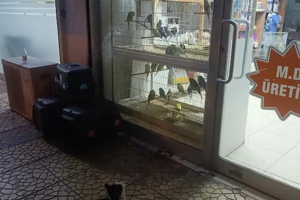 ASYA PETSHOP GAZİANTEP - Resim 3