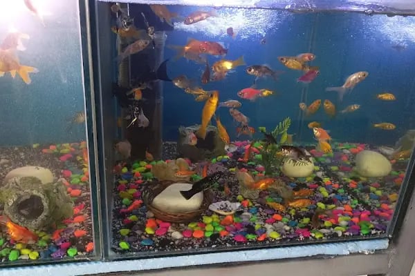 ASYA PETSHOP GAZİANTEP - Resim 17