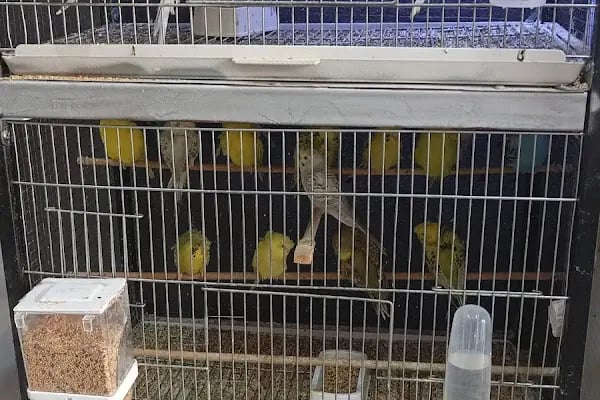 ASYA PETSHOP GAZİANTEP - Resim 6