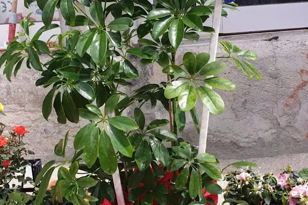 Çermik Akbulut Çiçek Evi - Resim 10