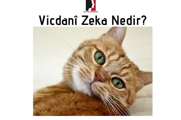 Psikoakademi Psikolojik Danışmanlık ve Sanatla Terapi Merkezi | Başakşehir Psikolog - Resim 17
