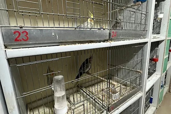 Altın Kafes Van Petshop - Resim 2