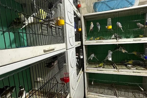 Altın Kafes Van Petshop - Resim 7