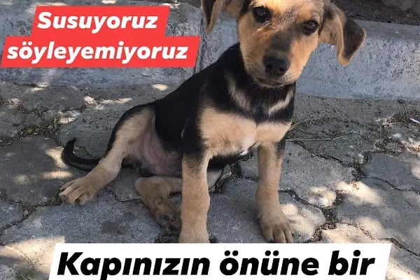 Akgün Akvaryum - Resim 12