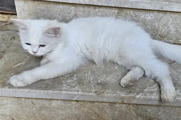 Arya Veteriner Kliniği - Resim 6