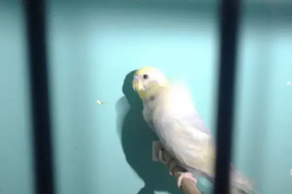 NUH AKVARYUM PETSHOP - Resim 8