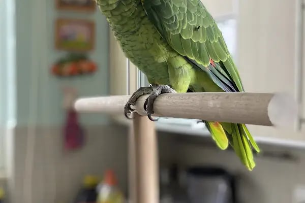 Dalaman Veteriner Kliniği - Resim 15