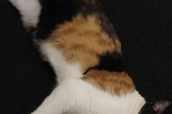 Dalaman Veteriner Kliniği - Resim 17