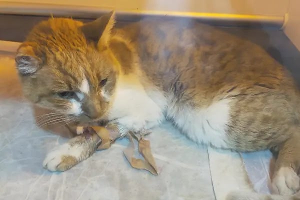 Orca Veteriner Kliniği - Resim 8