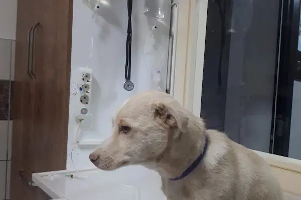 Orca Veteriner Kliniği - Resim 20