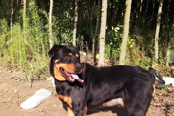 Orca Veteriner Kliniği - Resim 17