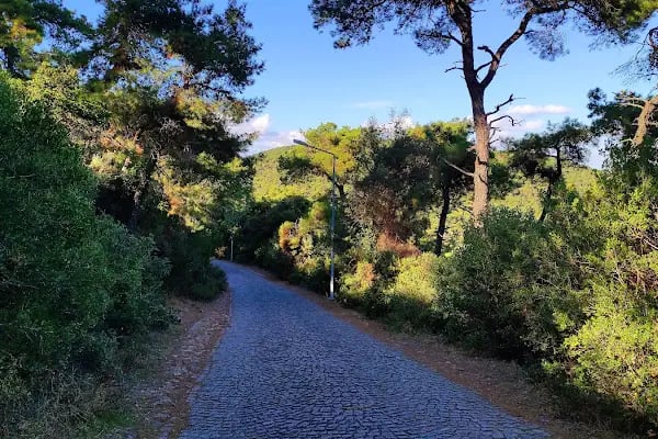 Büyükada Rum Ortodoks Kabristanı - Resim 8