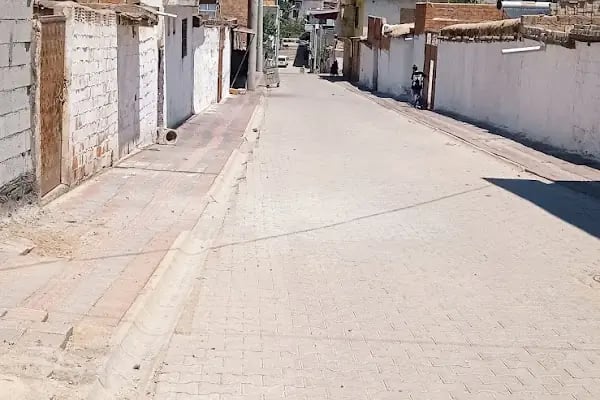 Çınar - Resim 6