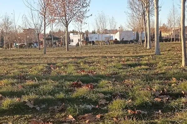 Çınar - Resim 7