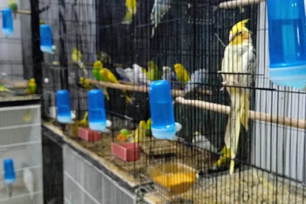 Hobi'den PetShop 3 - Resim 9