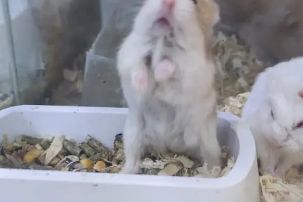 Hobi'den PetShop 3 - Resim 16