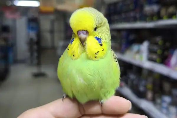 Hobi'den PetShop 3 - Resim 6