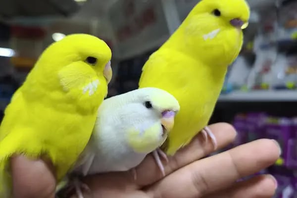 Hobi'den PetShop 3 - Resim 3