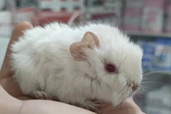 Hobi'den PetShop 3 - Resim 19
