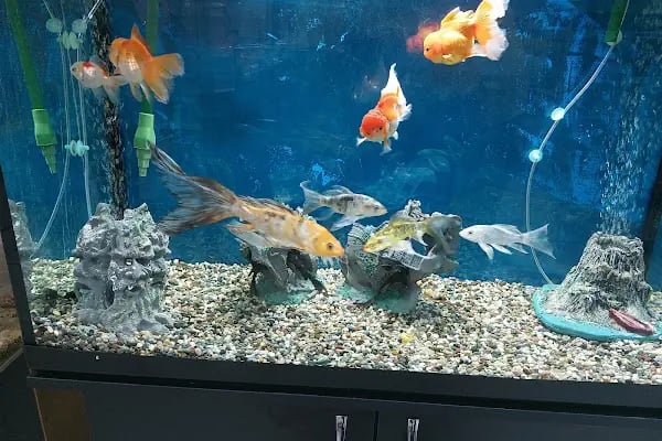 Hobi'den PetShop 3 - Resim 13