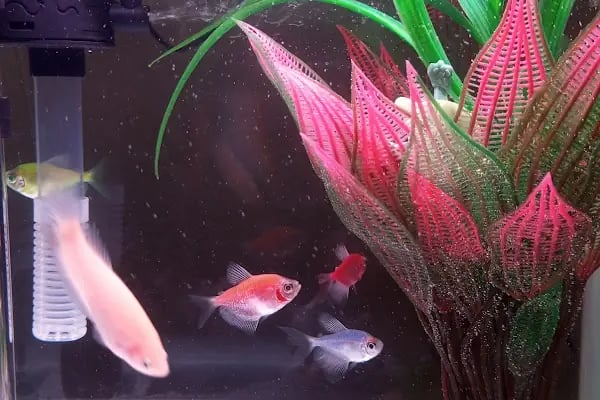 Hobi'den PetShop 3 - Resim 4