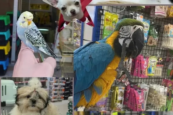 Hobi'den PetShop 3 - Resim 8