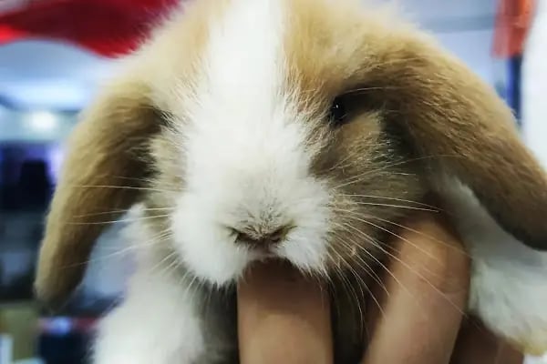 Hobi'den PetShop 3 - Resim 12