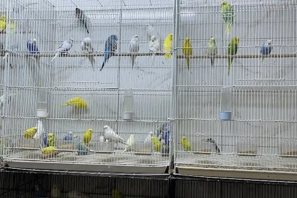 Hobi'den PetShop 3 - Resim 15