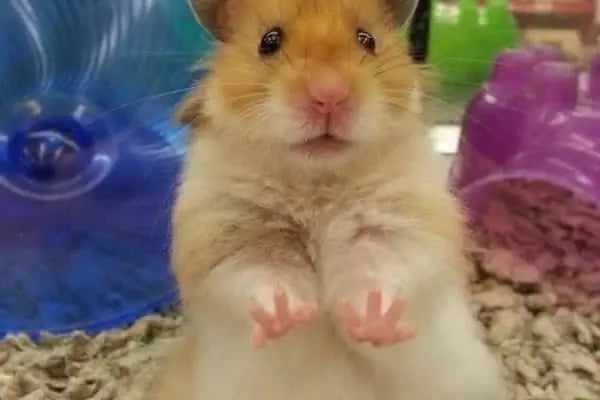 Hobi'den PetShop 3 - Resim 17