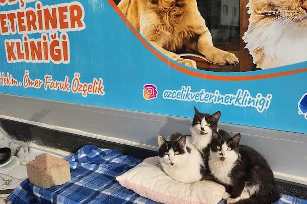 Özçelik Veteriner Kliniği - Resim 3