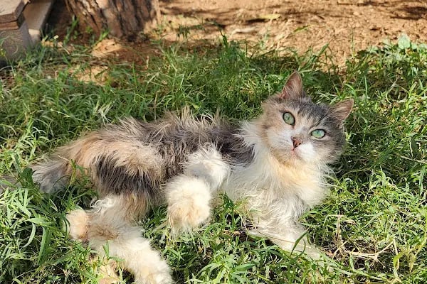 Özçelik Veteriner Kliniği - Resim 13