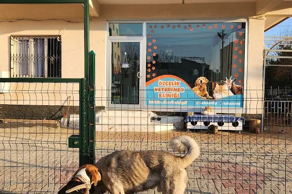 Özçelik Veteriner Kliniği - Resim 16